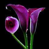 Mini Calla Purple 60 Flowers
